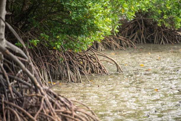 istock mangrove roots on the coast 825896482