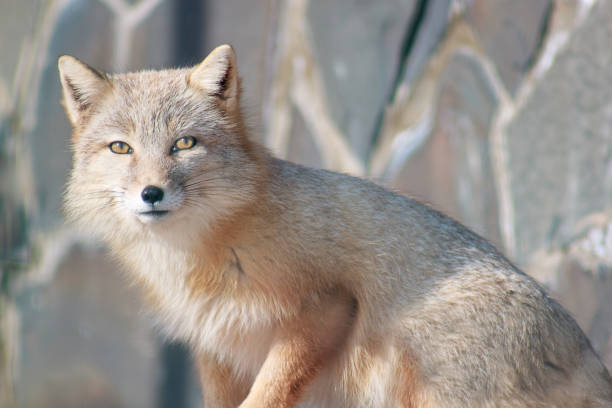 istock Young corsac fox looks into the camera. 825898682