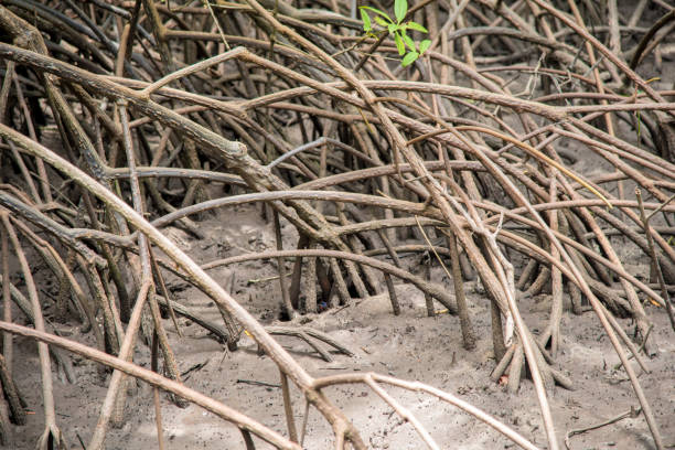 istock mangrove roots on the coast 825898744