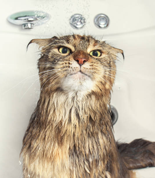 istock Wet cat in the bath 825900134