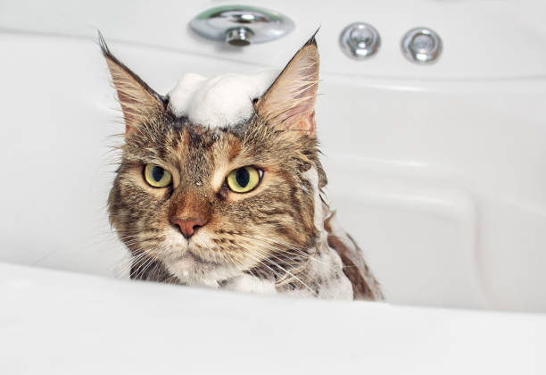お風呂でぬれた猫 - soaking tub ストックフォトと画像