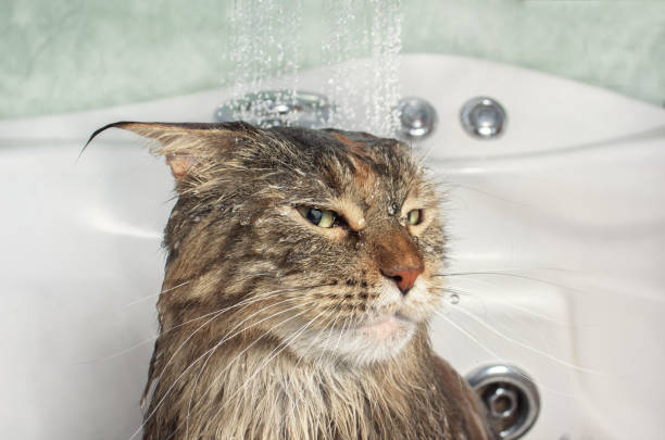 istock Wet cat in the bath 825900144