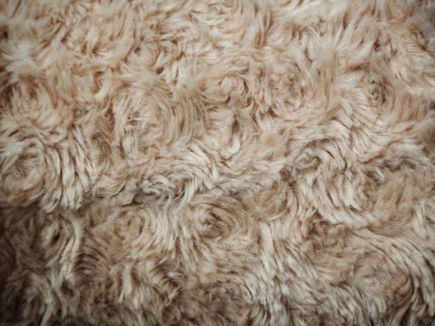 istock Dog hair 825900488