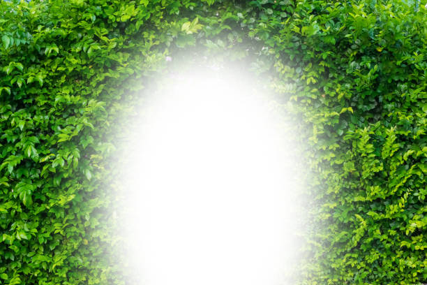 istock Green leaves of tree backdrop with lighting door for framing the image in concept for background and wedding door or heaven door with copy space at the center. 825901072
