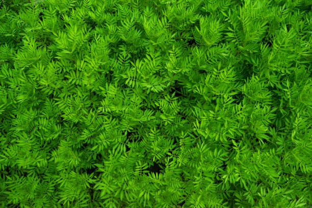 istock Small green leaves in jogged edge shape texture for background with copy space 825901236