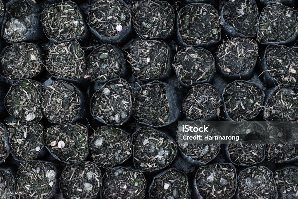 Black Plastic Bag Put Soil In The Bag For Planting Plant Vegetable Or Tree  Before Put On The Ground This Image For Background Illustrative Wallpaper  Or Other Purpose Stock Photo - Download