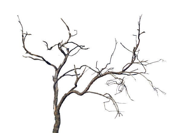 istock close up of dry branch 825901346