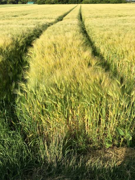 istock Tire tracks from a big tractor in a field 825901488