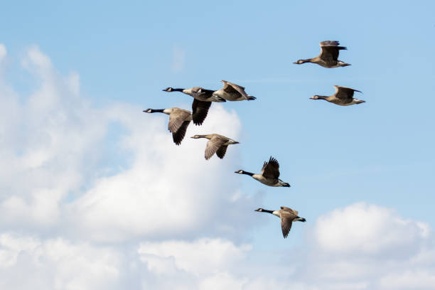 group or gaggle of canada geese (branta canadensis) flying, in flight against fluffy white clouds - wildfowl imagens e fotografias de stock