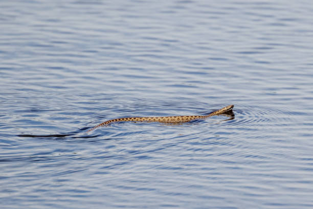 Adder snake swimming across pond Adder snake (Vipera berus) swimming acrosss pond common adder stock pictures, royalty-free photos & images