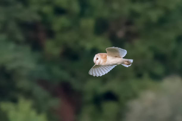 istock Side view of a single Barn Owl (Tyto alba) flying across green background 825902056