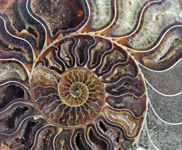 istock Close up of Ammonite fossil 825902126