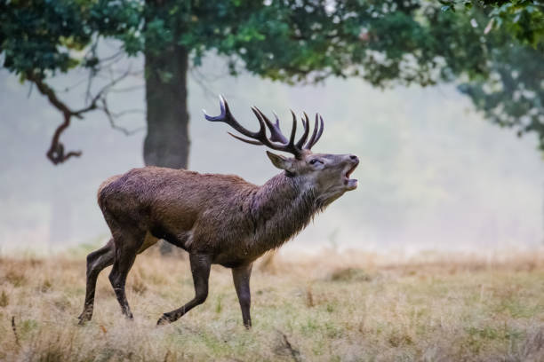 Red Deer (Cervus elaphus) stag running and roaring calling or bugling Red Deer (Cervus elaphus) stag running and roaring calling or bugling bugling photos stock pictures, royalty-free photos & images
