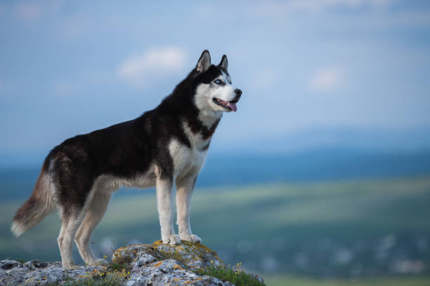 istock Black and white Siberian husky standing on a mountain 825903290