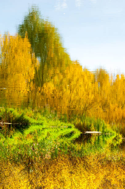 istock Autumn, the river covered with forest, a bright sunny day 825910916