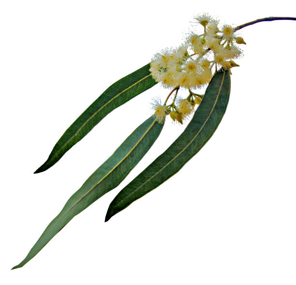 istock close up of Eucalyptus branch 825911950