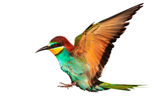 istock paradise bird in flight is isolated on white 825917254