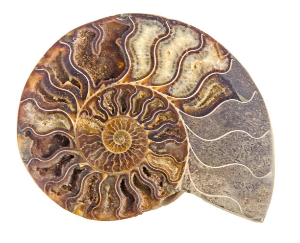 istock Close up of Ammonite fossil 825918036