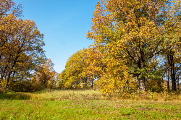 istock Autumn landscape. Big autumn oak 825918288