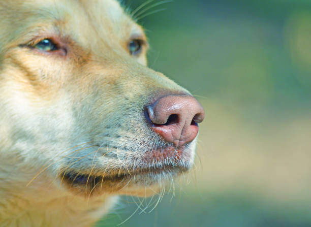 istock Dog snout close-up photo 825918630