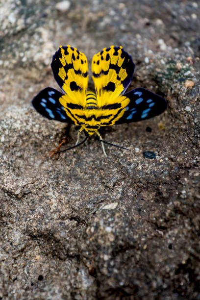 istock Butterfly in the forest, insect and animal 825918970