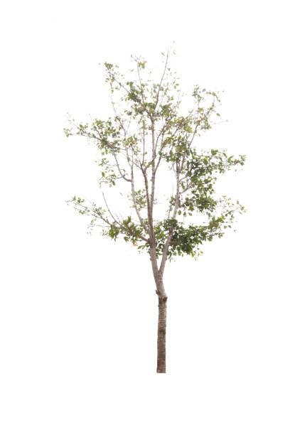 木の白い背景にしています。 - oak tree treelined tree single object ストックフォトと画像