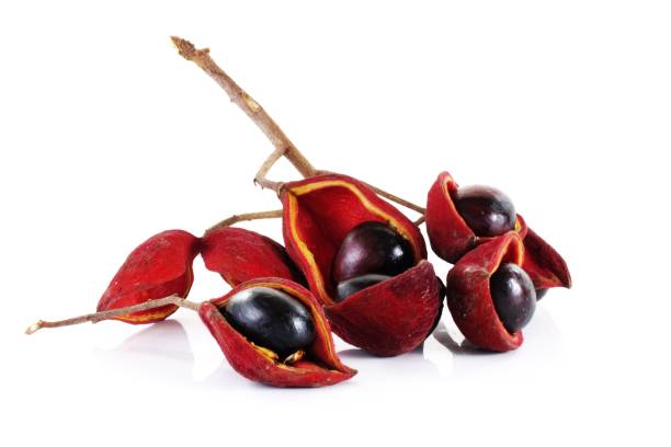 chestnuts isolate on white background. - chestnut food nut fruit imagens e fotografias de stock