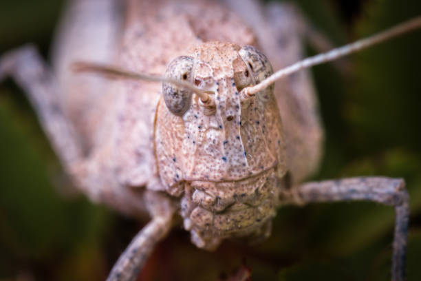 macro ad alto ingrandimento della testa di grashopper - cricket locust grasshopper insect foto e immagini stock
