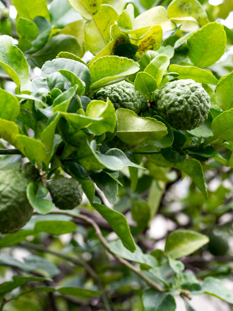 istock Closeup green bergamot or Kaffir lime on tree. and bergamot tree have a Leaf disease. 825934298