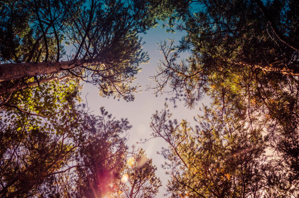 Green treetops from below.