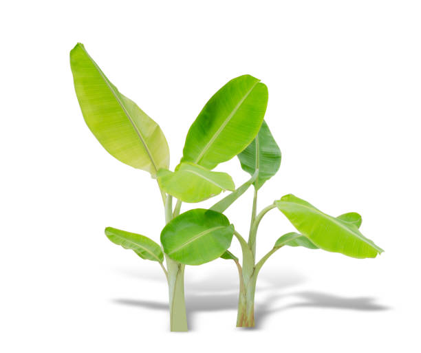 istock young banana tree isolated on white background 825938140