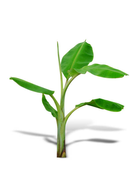 istock young banana tree isolated on white background 825938192