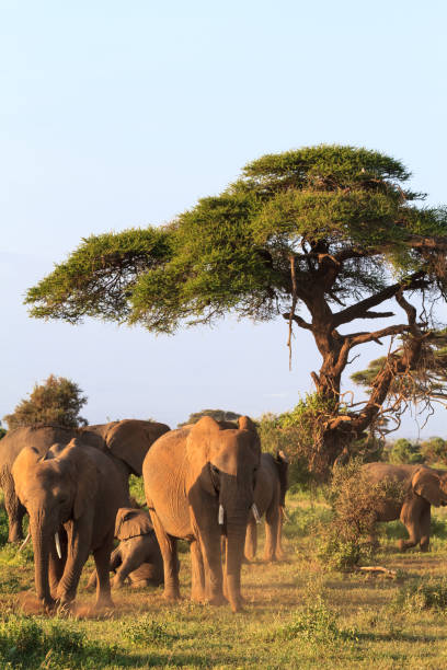 istock Group of elephants near trees. Amboseli, Kenya 825939880