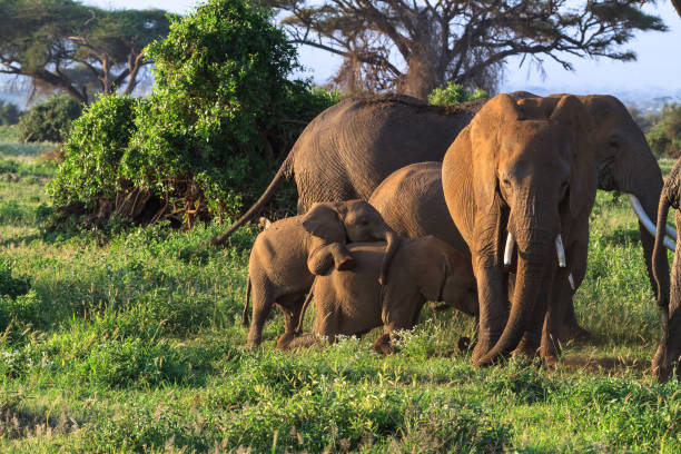 istock Baby elephants play. Amboseli, Kenya 825940588