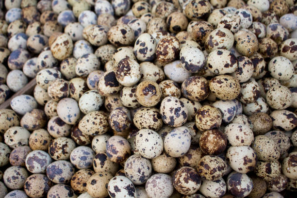 istock Quail eggs bunch background, Wallpaper of fresh eggs. 825941208