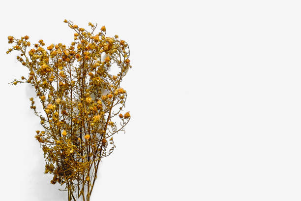istock Dried flower on white background 825944282