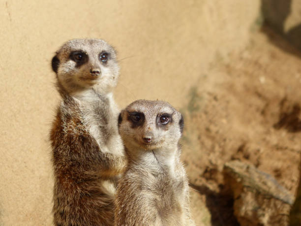 istock Meerkats couple looking in the camera 825945286