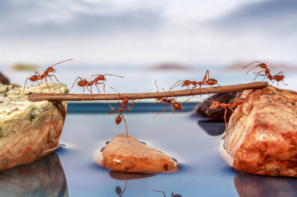 물, 팀워크 개념을 건너 려는 개미 - teamwork ant cooperation challenge 뉴스 사진 이미지