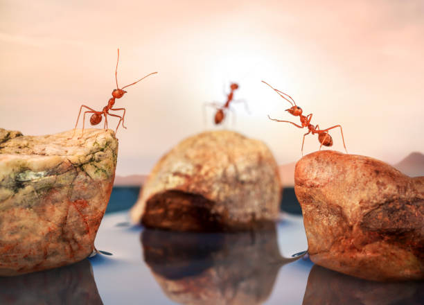 istock Ants standing on rocks, trying to cross water, teamwork concept 825945722