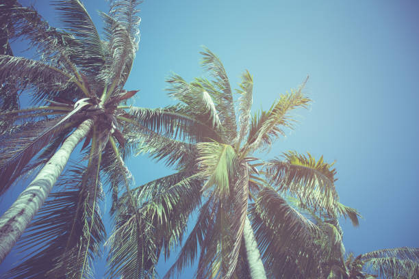 istock Leaves of coconut on a blue sky background,vintage filter 825948462