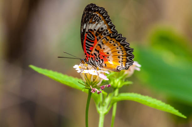 istock Tropical butterfly in a garden 825949278