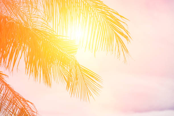 istock Evening sun shines through the coconut in the garden. 825949290
