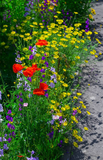 istock Close up of a coreopsis pubescens called star tickseed and delphinium. 825952252