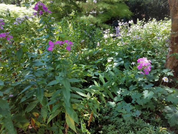 istock plants with pink and white flowers 825952376