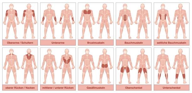 illustrazioni stock, clip art, cartoni animati e icone di tendenza di grafico muscolare con nomi tedeschi - corpo maschile con i muscoli umani più grandi, diviso in dieci carte etichettate con nomi e gruppi muscolari evidenziati appropriati - illustrazione vettoriale isolata su bianco. - body building human muscle male body