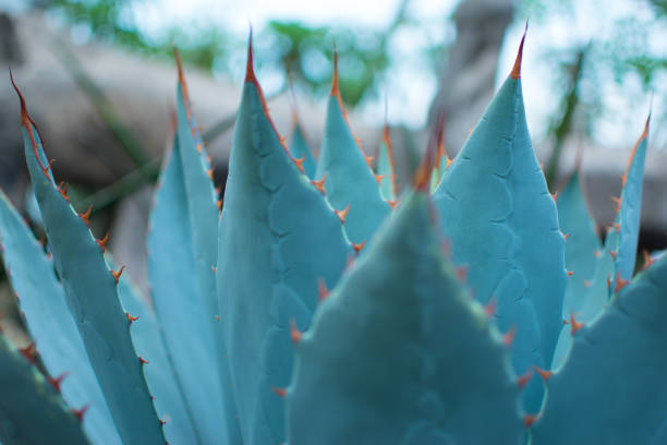 Blue Agave Blue agave cactus in the garden blue agave photos stock pictures, royalty-free photos & images