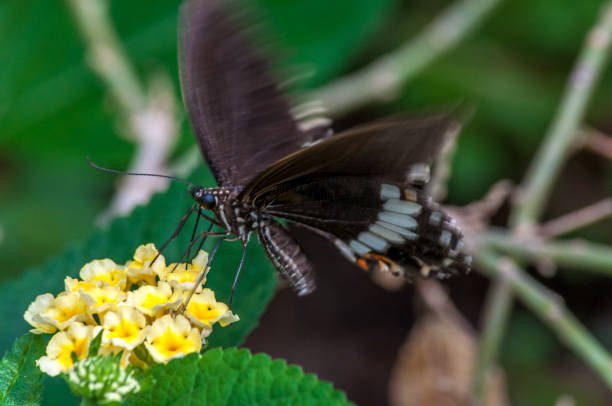 istock Tropical butterfly in a garden 825953458