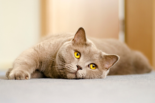 A close-up view of a British cat with yellow eyes lying on a blue carpet in the interior of the apartment