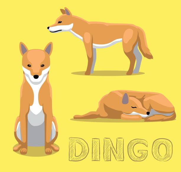 hund-dingo-cartoon-vektor-illustration - dingo stock-grafiken, -clipart, -cartoons und -symbole