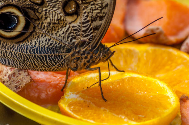 istock Tropical butterfly in a garden 825968500